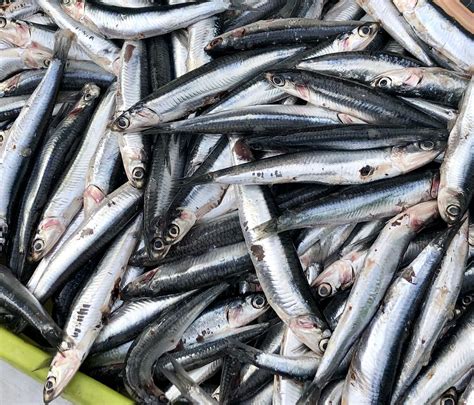 anchovy fish